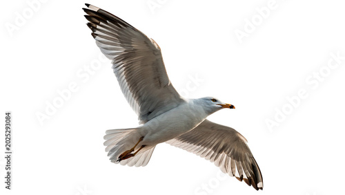 Schilderij op canvas A beautiful wild grey seagull bird captured flying gracefully with extended wing