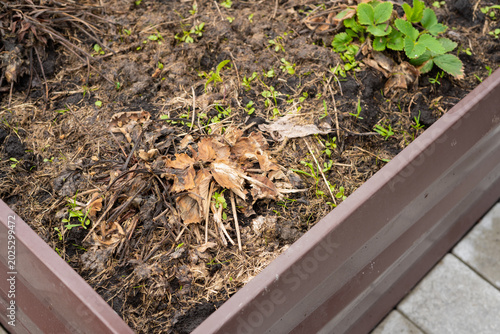 Fotografie Dead strawberry leaves in garden bed showing winter damage and decay