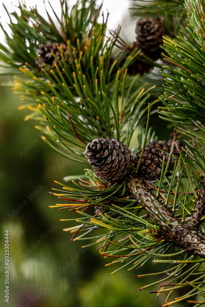 Obraz premium pine cones on a branch