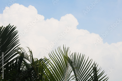 Tableau sur toile Tropical palm fronds beneath a cloudy blue sky, creating a calm outdoor scene