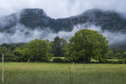 Mountainous Landscape with Verdant Meadow