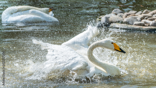 Photos Close-up of wild whooper swans flapping their wings and splashing water in the shallows