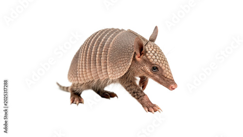 Valokuva A unique wild brown armadillo mammal crawling showing its protective textured ha
