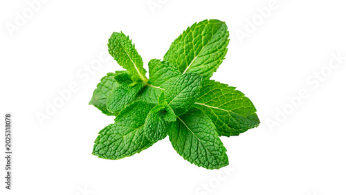 Foto A fresh bunch of vibrant green aromatic peppermint spearmint leaves cooking herb