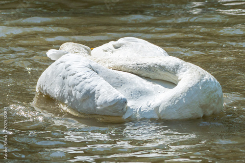 Schilderij op canvas Close-up of wild whooper swans flapping their wings and splashing water in the shallows