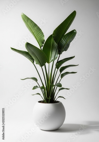 Lush Bird of Paradise Plant in a Modern White Round Pot Isolated on a Clean White Background for Minimalist Home Decor