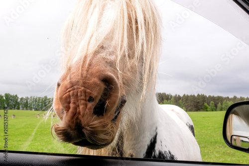 Foto Funny close-up of a fluffy piebald Gypsy Vanner horse with long blonde mane peek