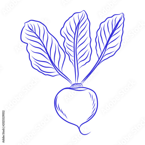 Hand-drawn vector sketch of a radish, blue line art on a white background
