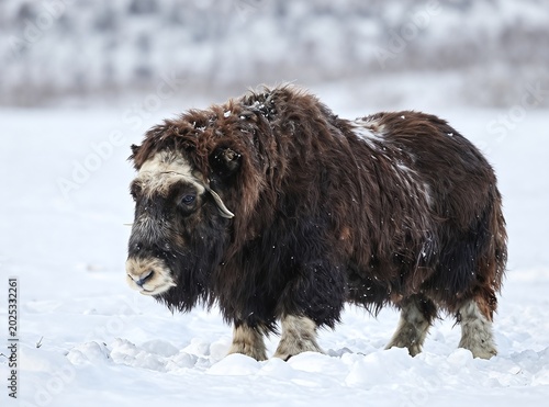 Muskox Standing in a Vast Snowy Arctic Landscape