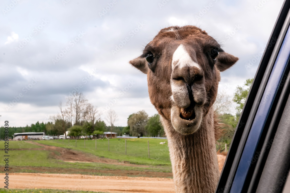 Naklejka premium Curious brown llama looking inside an open car window, extremely close-up view of a funny animal encounter during a safari park road trip adventure