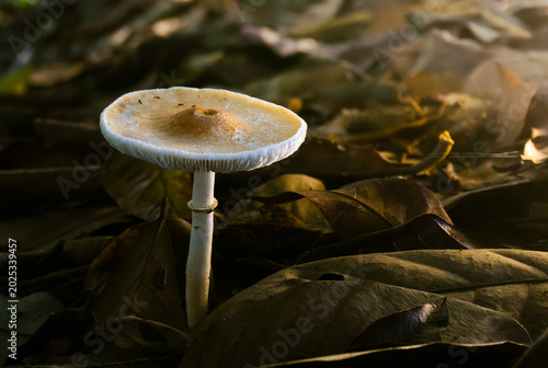 Foto Wild Leucoagaricus sp