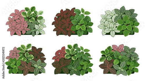 Collection of six colorful potted fittonia plants with green and pink leaves, decorative houseplants for interior design and botanical illustrations