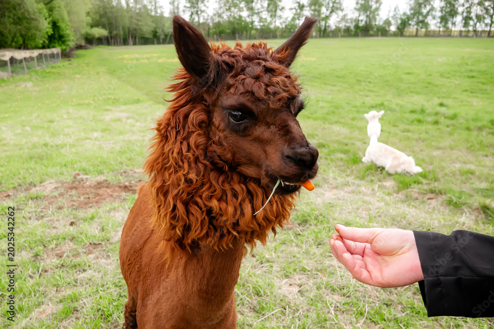 Fototapeta premium Close-up of a tourist hand feeding a fluffy dark brown alpaca with a carrot on a green meadow, baby alpaca cria resting in the background, eco tourism concept
