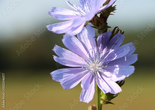 Schilderij op canvas Cichorium intybus (chicory) wild flowering plant
