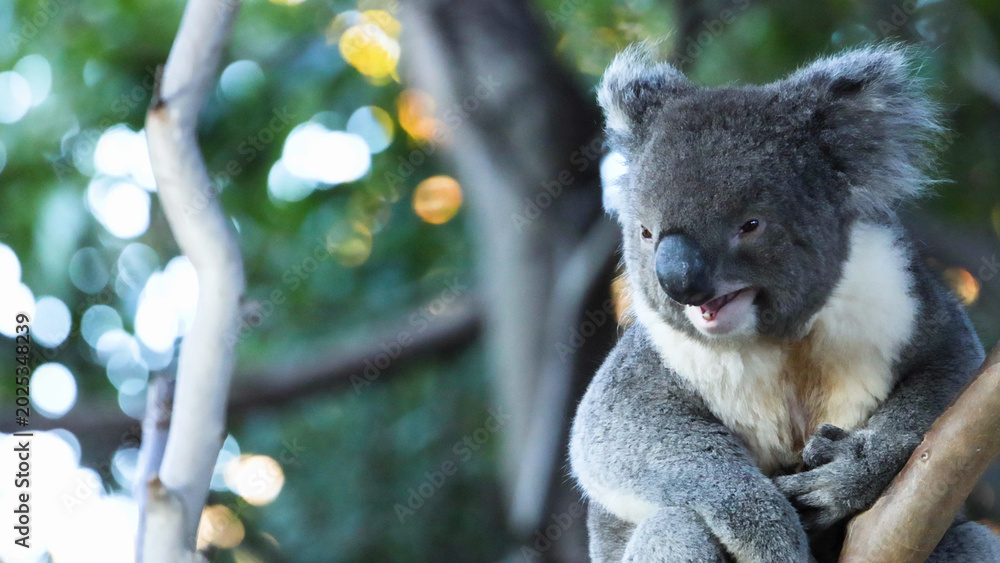 Fototapeta premium Australian Koala Perched on a Tree Branch at Melbourne Zoo