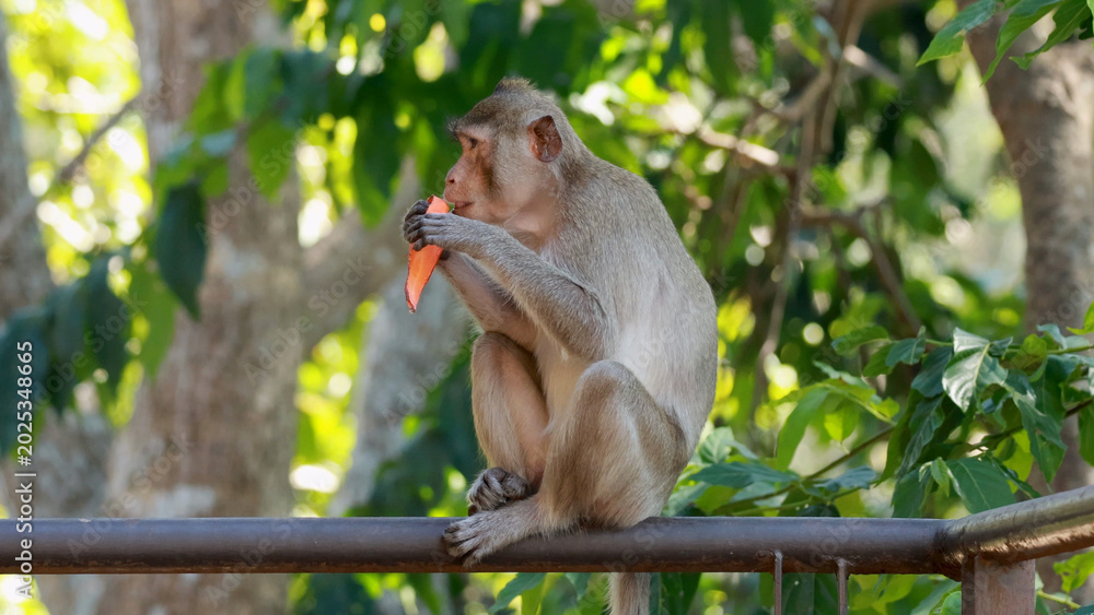 Fototapeta premium A Macaque Monkey Sitting on a Railing Eating a Carrot Snack
