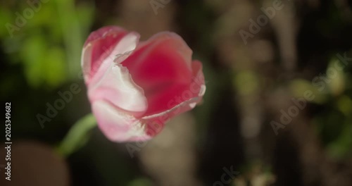 Love and Romance Concept: A Single Red Tulip in Full Bloom  in Spring Garden | 4K Video | Slow Motion  60fps