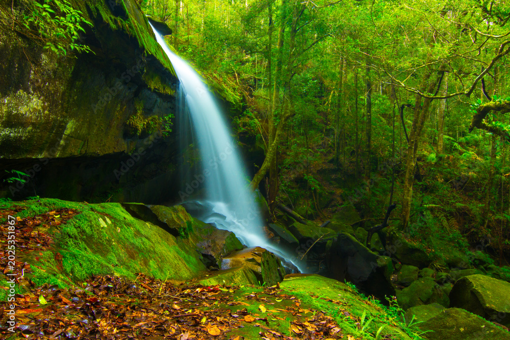Fototapeta premium waterfall in the forest
