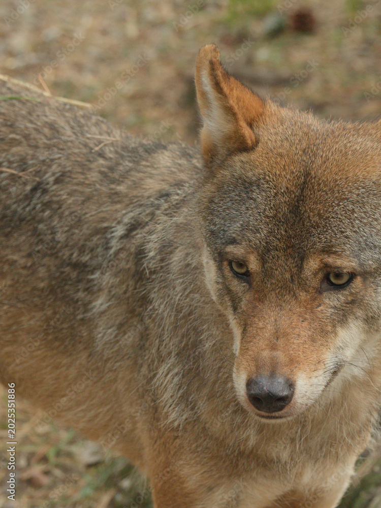 Fototapeta premium Close-up Portrait of an Alert Wild Wolf in the Scottish Highlands