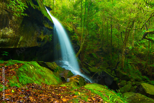 waterfall in the forest