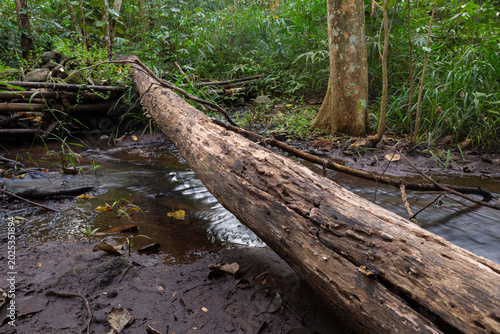 Forest River with Dead Tree Log Lying Over, Namtok Samlan National Park, Thailand