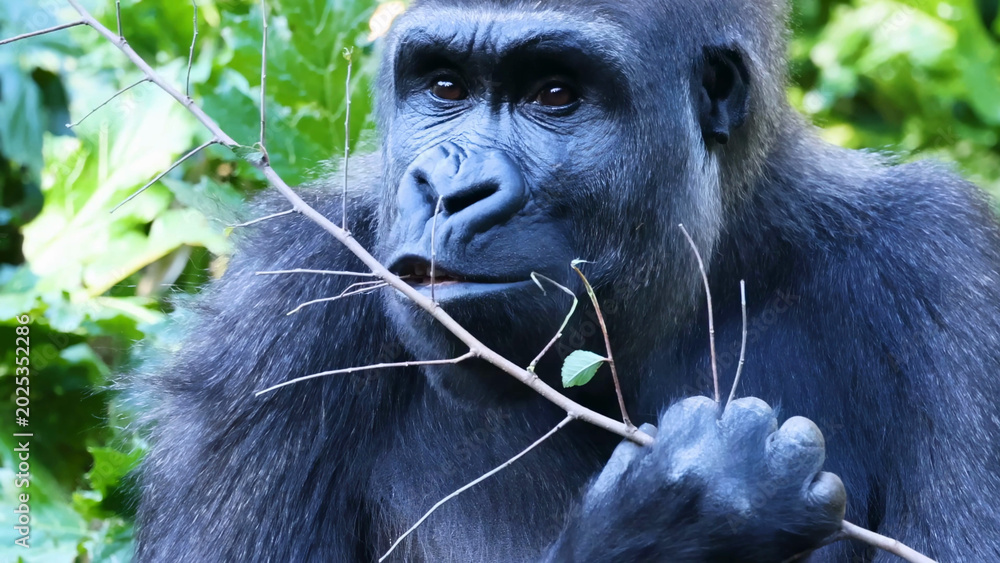 Fototapeta premium Close-Up of a Gorilla Holding a Branch and Eating in Lush Greenery