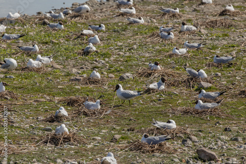 Canvas Print Black headed gull wears nesting material to nest in breeding colony