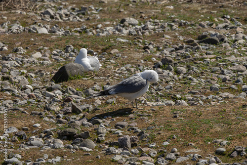 Photos Mew Gull preening on rocky coast, another bird resting in background, nature res