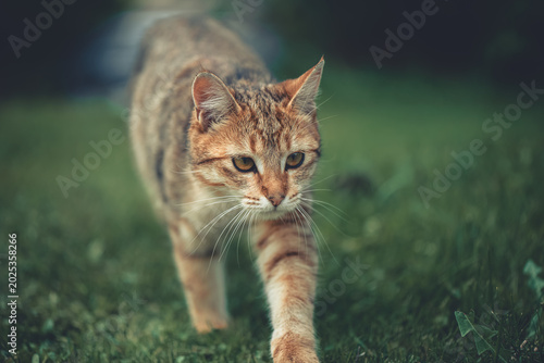 Fotografi Tabby cat prowling across green grass, focused and alert with low, graceful move