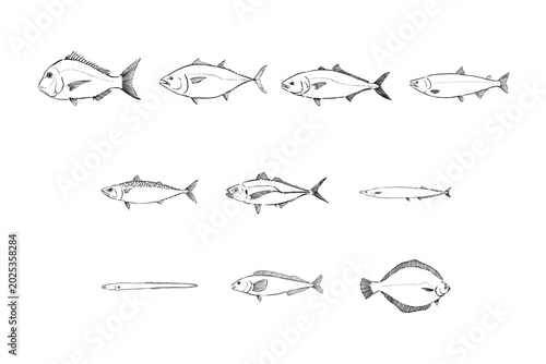 Photos Popular Japanese Fish Illustration Set Seafood Collection