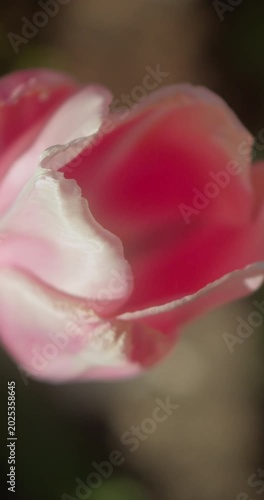 Close-Up of a Red Tulip Flower Blooming in Spring Garden | 4K Vertical  Video | Slow Motion  60fps