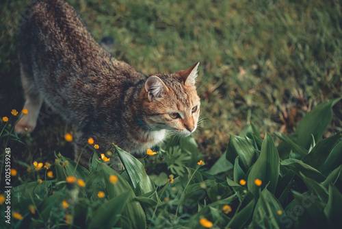 Fotografie Tabby cat carefully moving through lush green foliage with small yellow flowers,