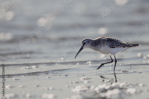 Fotografia Curlew sandpiper (Calidris ferruginea) searching for food in a lagoon in the Camargue, France