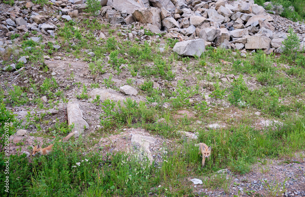 Naklejka premium A rare photo of three young red fox cubs walk among the grass and rocks on the mountain.