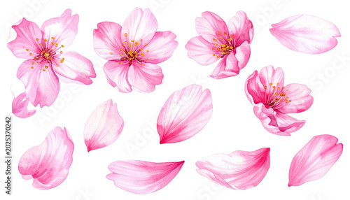 Pink, delicate cherry blossom flowers and petals are artfully arranged against a stark black background. A beautiful floral illustration