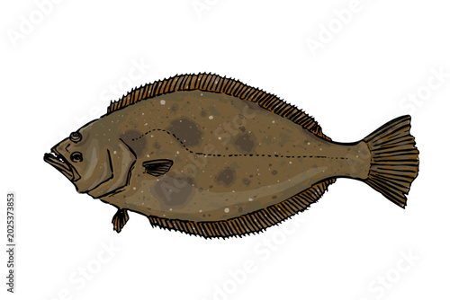 Bild auf Leinwand Olive Flounder Illustration Seafood Fish Isolated