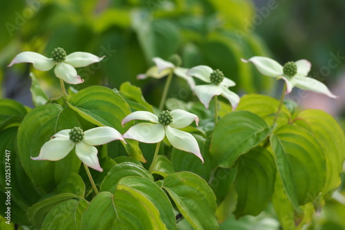 植物　花　Park in the evening