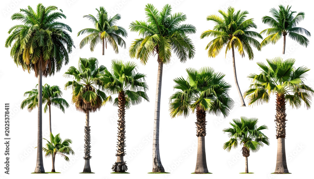 Fototapeta premium A composite of various palm trees, each with a unique shape and size, set against a transparent background