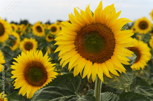 Bright yellow sunflowers in summer field