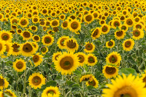Endless rows of yellow summer sunflowers