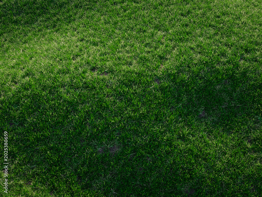 Fototapeta premium Fresh spring green grass texture filling frame with soft natural lighting and detail.