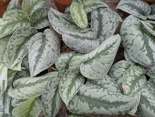 Silver leaves of Satin pothos (Scindapsus pictus Exotica)