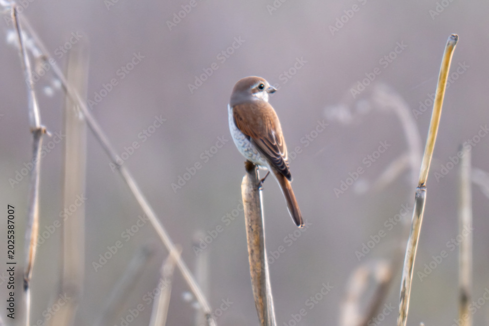 Fototapeta premium A close-up photo of a red-backed shrike