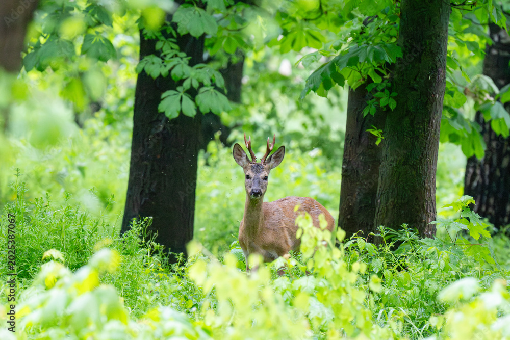 Fototapeta premium Roe deer (Capreolus capreolus)
