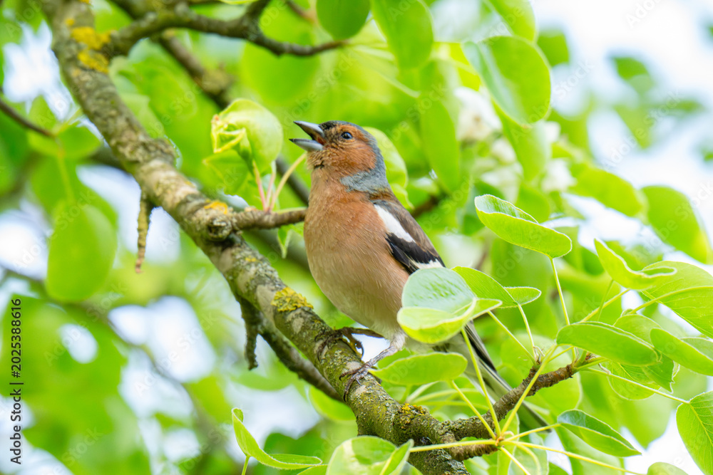 Fototapeta premium A Beautiful Chaffinch Perched i