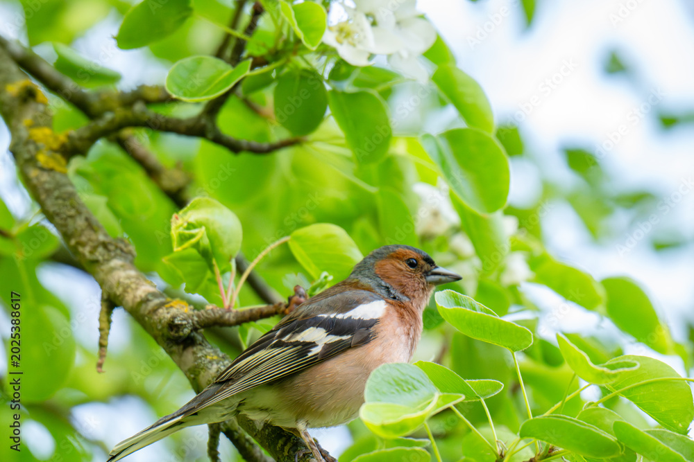 Fototapeta premium A Beautiful Chaffinch Perched i