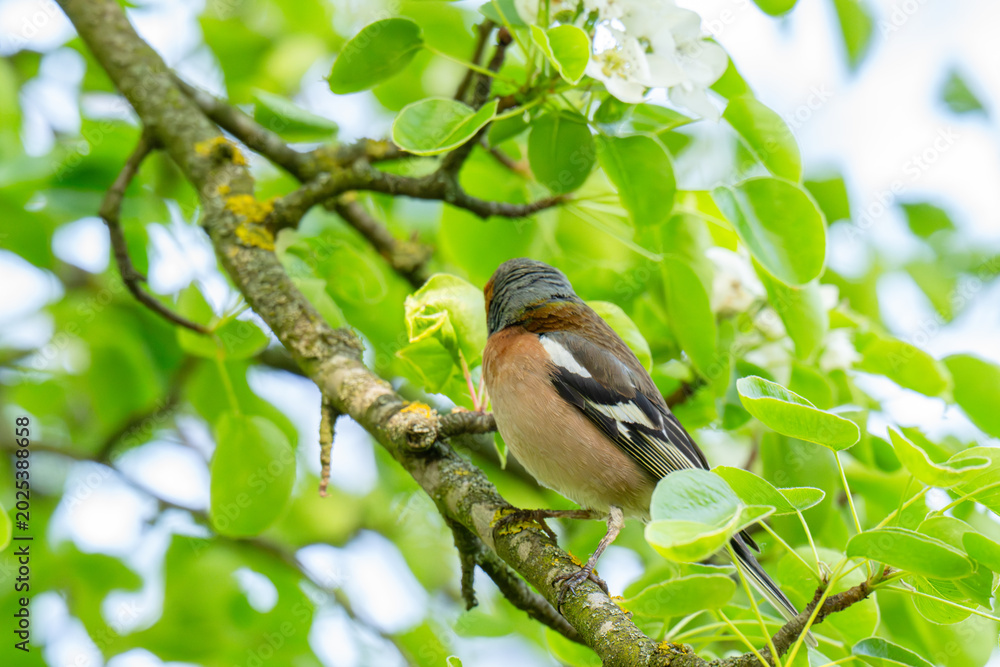 Fototapeta premium A Beautiful Chaffinch Perched i