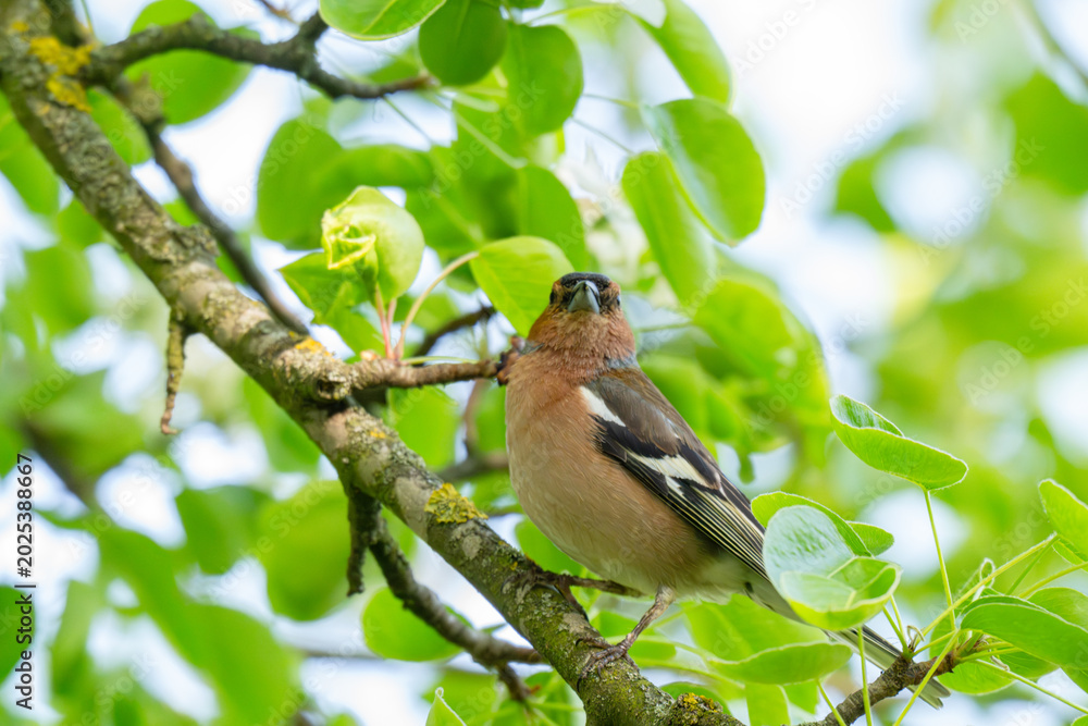 Fototapeta premium A Beautiful Chaffinch Perched i