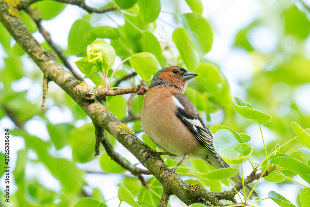 Fototapeta premium A Beautiful Chaffinch Perched i