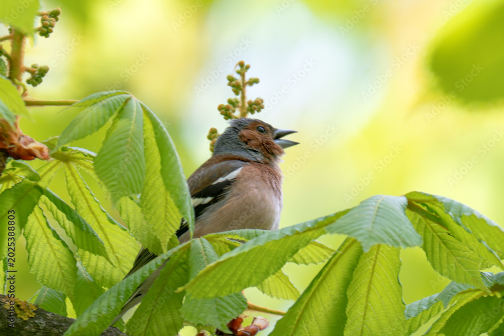 Fototapeta premium A Beautiful Chaffinch Perched i